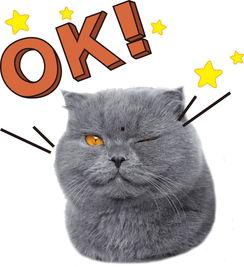 娱乐吃瓜酱猫拦截,揭秘娱乐圈幕后故事